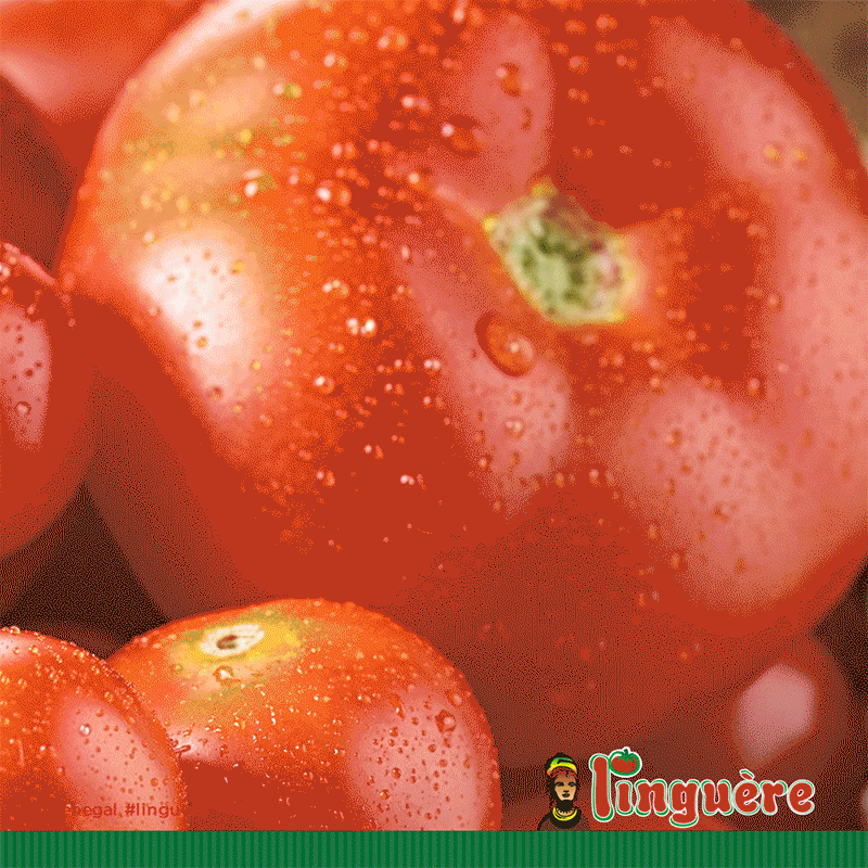 Linguère post Tomate
